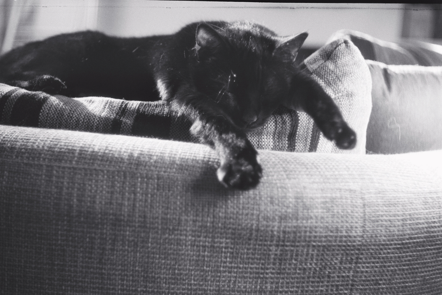 Sorry that you cannot see my cat.